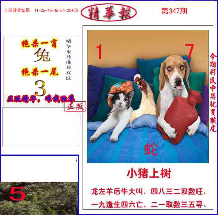 347期新精华报报[图]